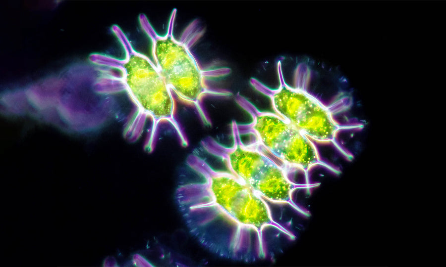 Arctic Microalgae